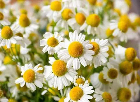 بذر بابونه شیرازی