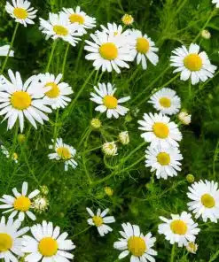 بذر بابونه شیرازی