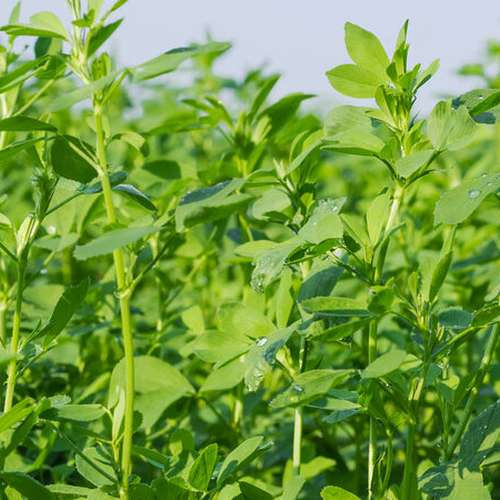بذر آویشن باغی ولگار