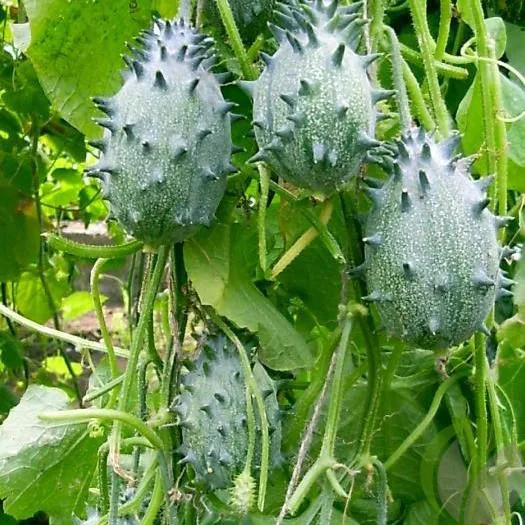 بذر کیوانا خربزه شاخدار (خیار آفریقایی)