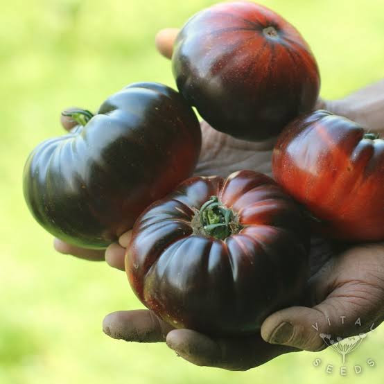 بذر گوجه فرنگی غول بنفش درختی