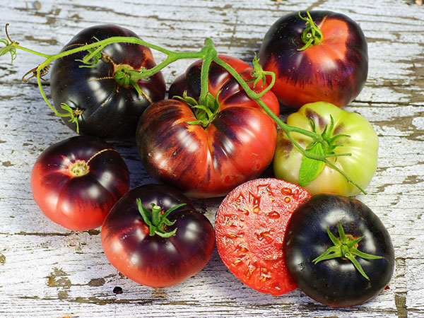 بذر گوجه فرنگی غول بنفش درختی