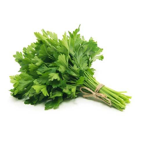 بذر جعفری parvert شرکت ساتبرگ فرانسه