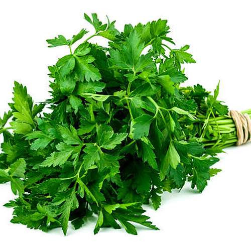 بذر جعفری parvert شرکت ساتبرگ فرانسه