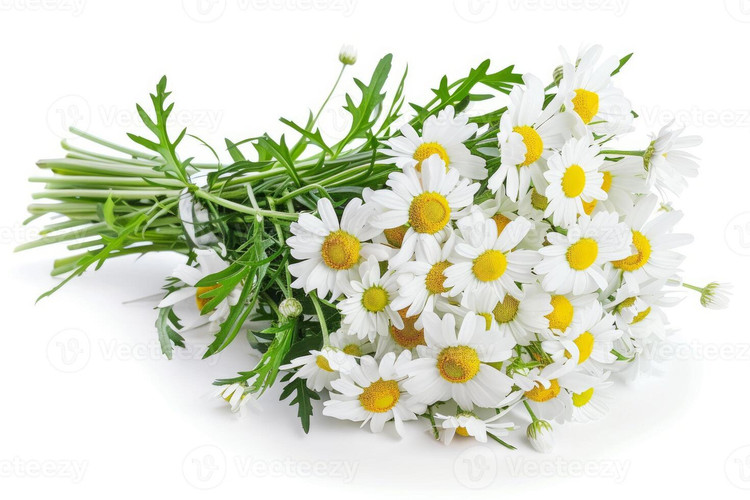 بذر بابونه شیرازی