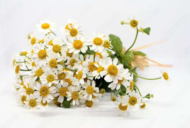 بذر بابونه شیرازی