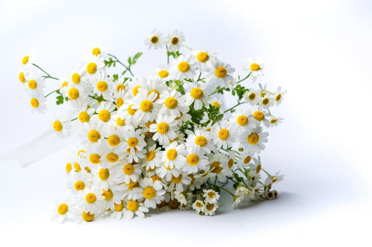 بذر بابونه آلمانی(دارویی)