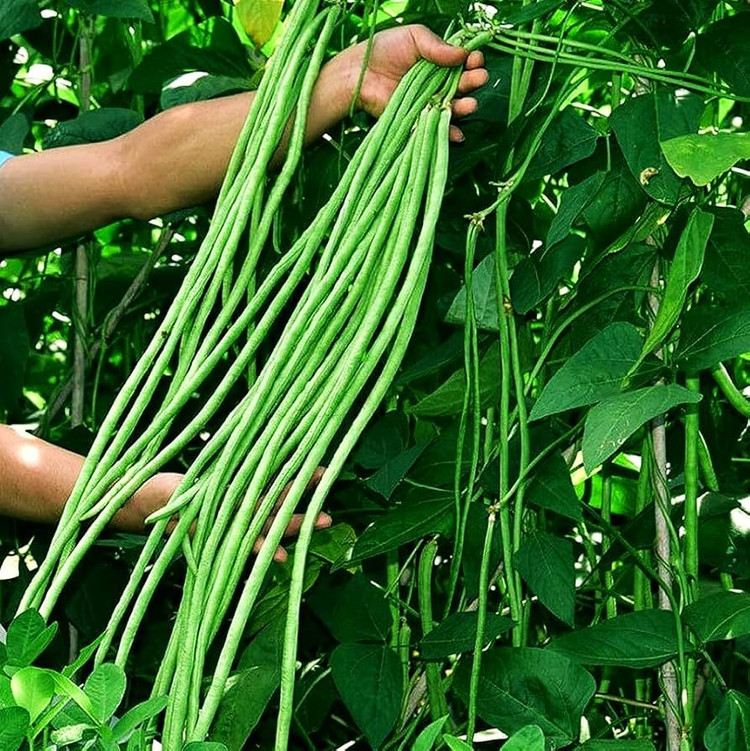 بذر لوبیا متری لوبیا رشته ای سبز