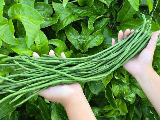 بذر لوبیا متری لوبیا رشته ای سبز