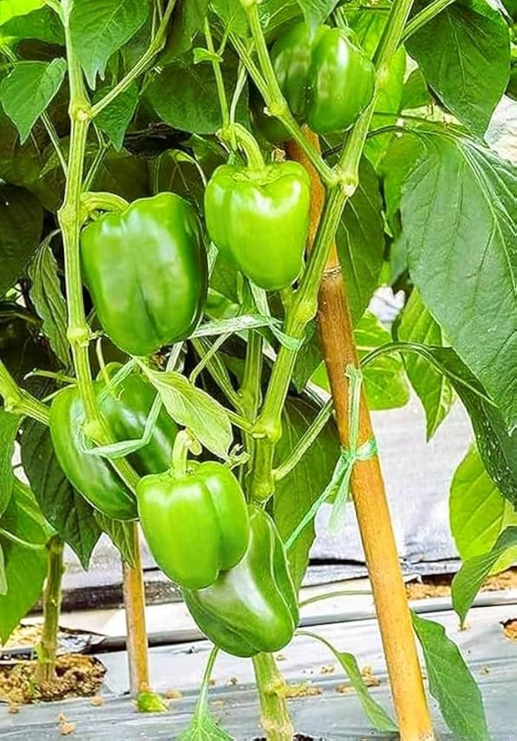 بذر فلفل دلمه سبز هیبرید