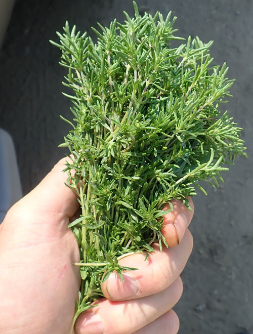 بذر سبزی مرزه