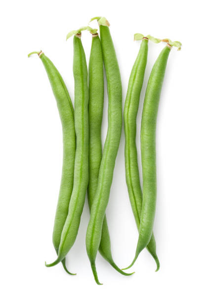 بذر لوبیا سبز سان ری بوته ای