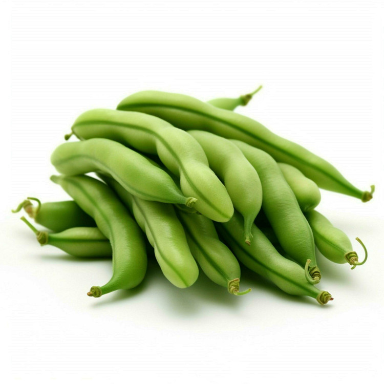 بذر لوبیا سبز سان ری بوته ای