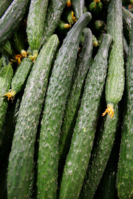 بذر خیار ژاپنی یاماتا مخصوص تهیه سوشی