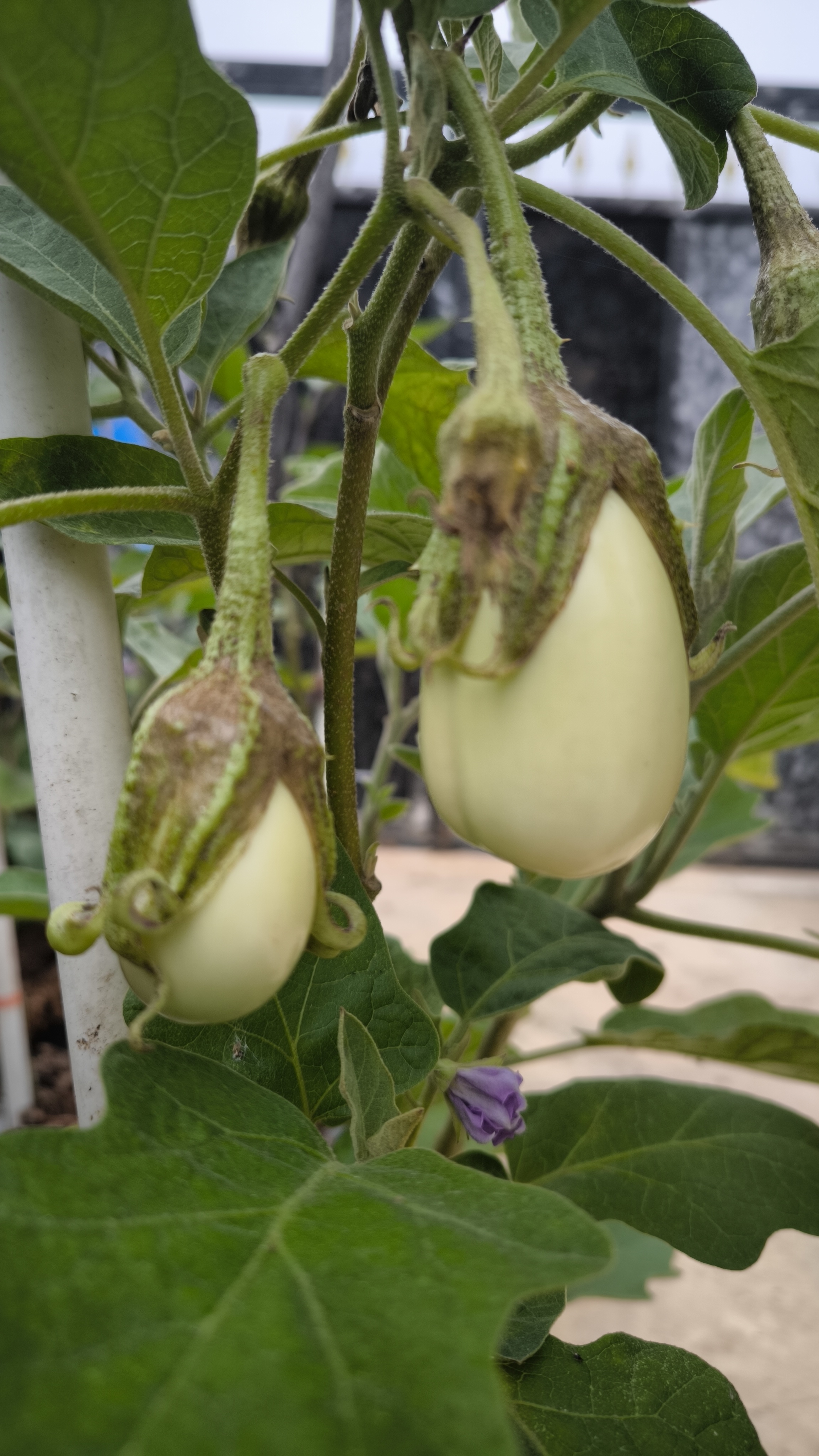 بذر بیبی بادمجان (بادمجان ترشی)