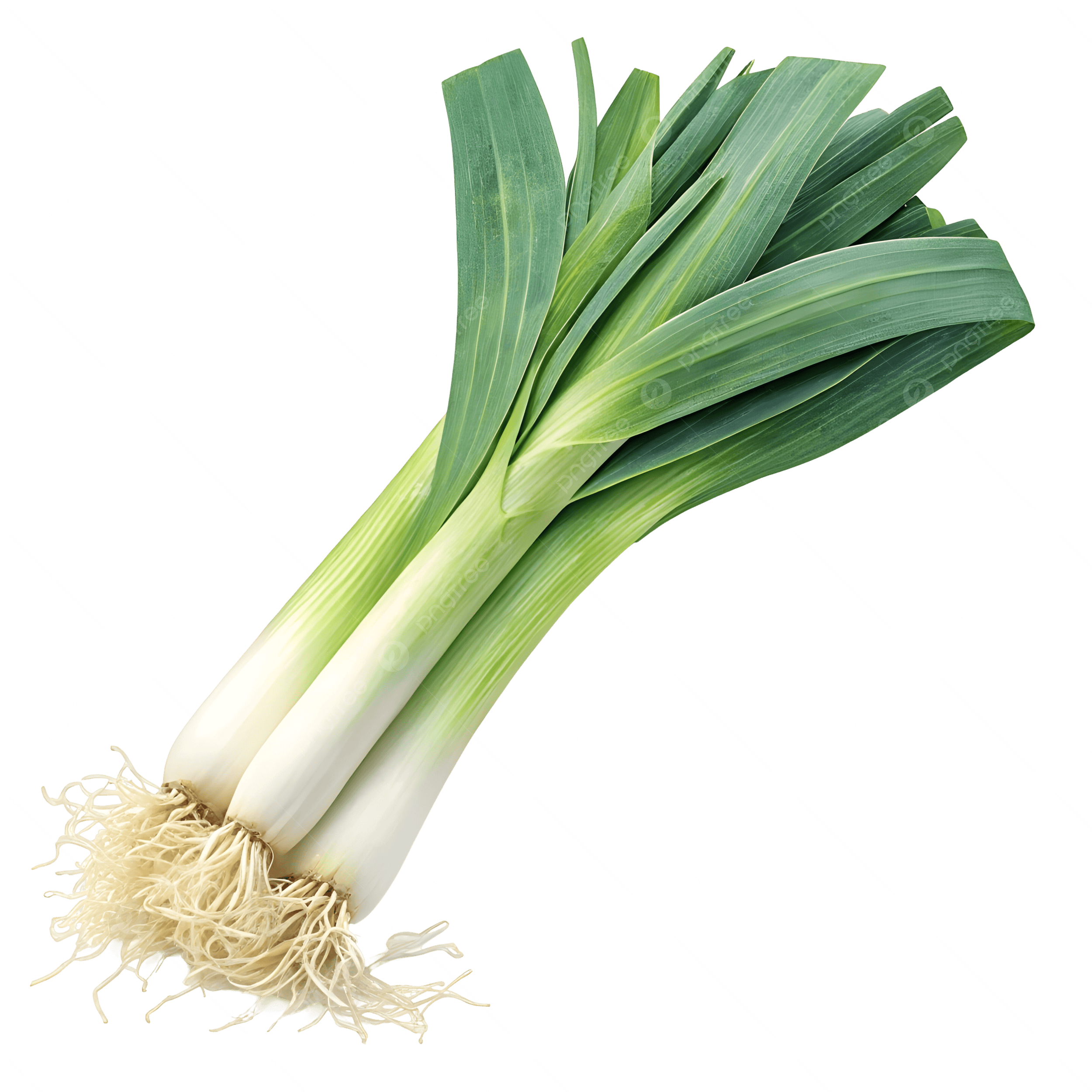 بذر تره فرنگی