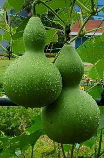بذر کدو قلیانی