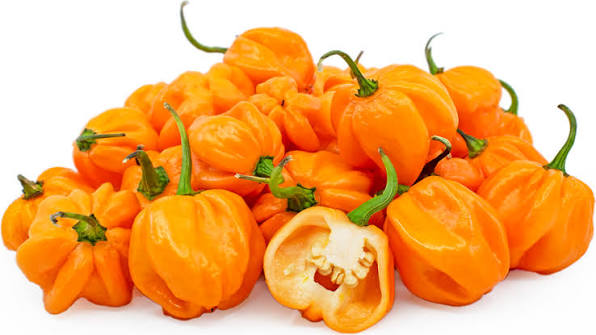 بذر فلفل تند و کمیاب اسکاتچ بانت نارنجی (Scotch Bonnet) ۵ عددی