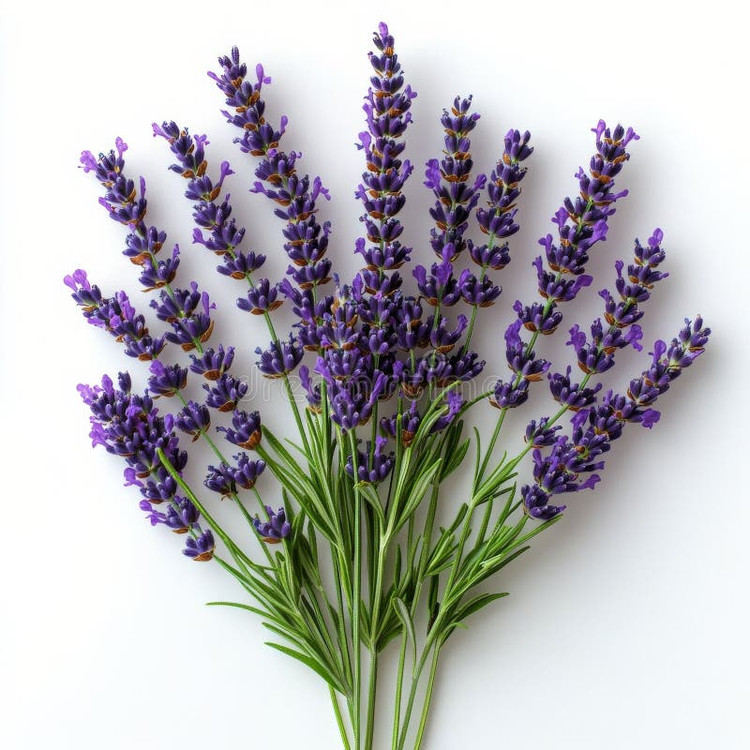 بذر اسطوخودوس (لوندر)