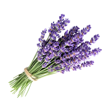 بذر اسطوخودوس (لوندر)