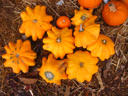 بذر کدو ستاره ای نارنجی