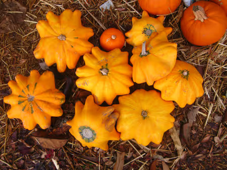 بذر کدو ستاره ای نارنجی