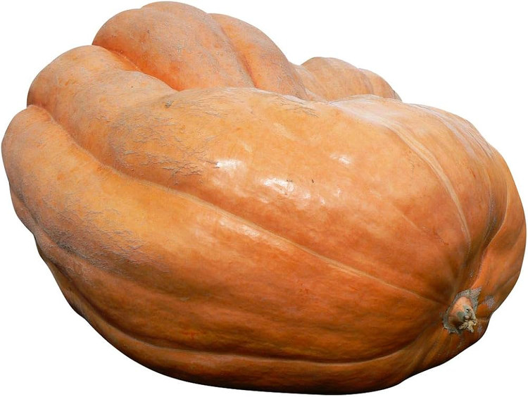 بذر کدو غول سان گرد