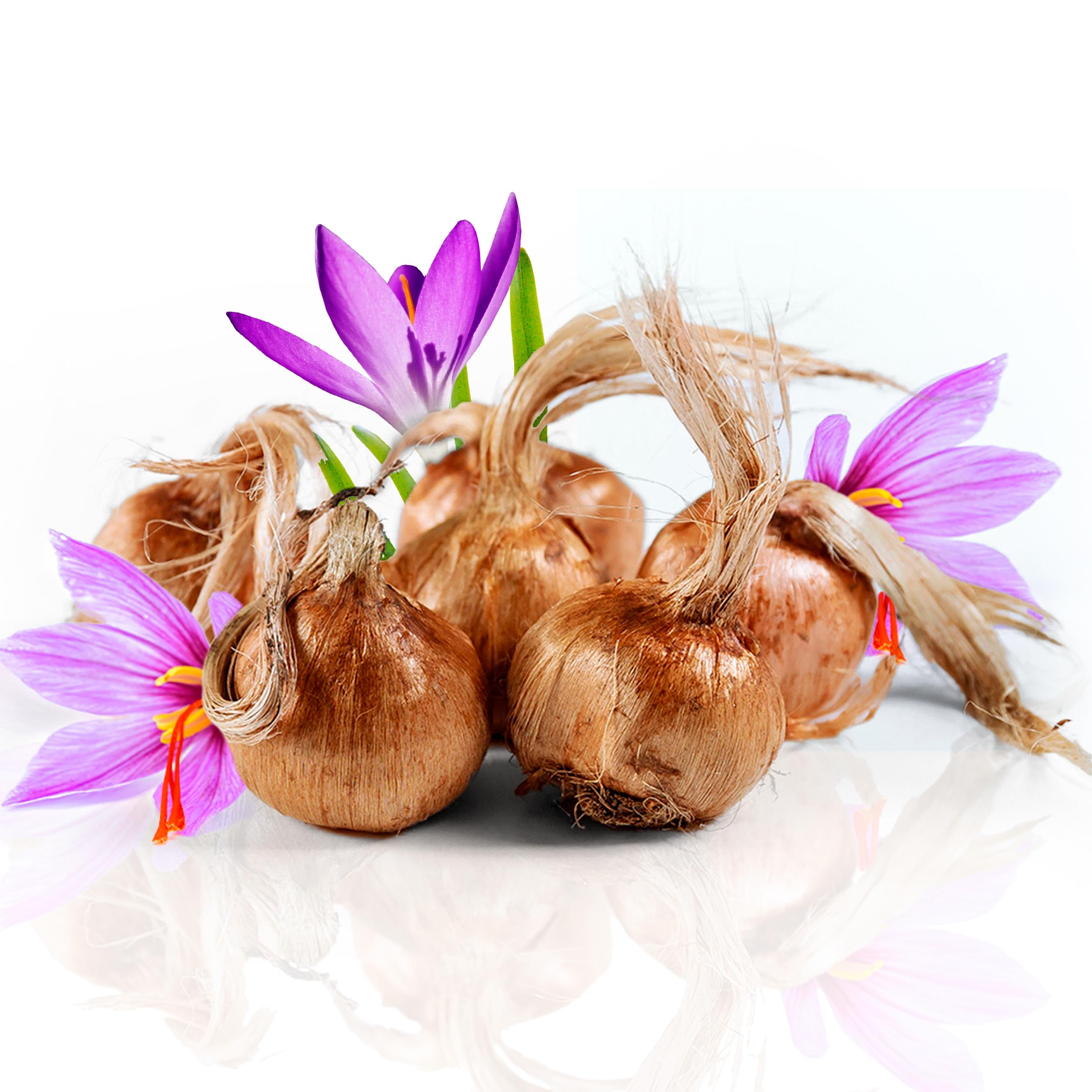 پیاز زعفران درشت  طلای سرخ قائنات (بدون خاک و قارچ)