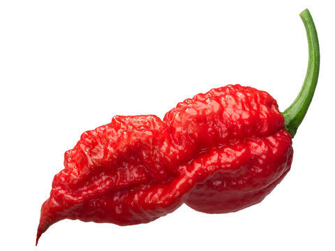 بذر فلفل تند و بسیار کمیاب شبح یا بوت جولیکا (Ghost Pepper)