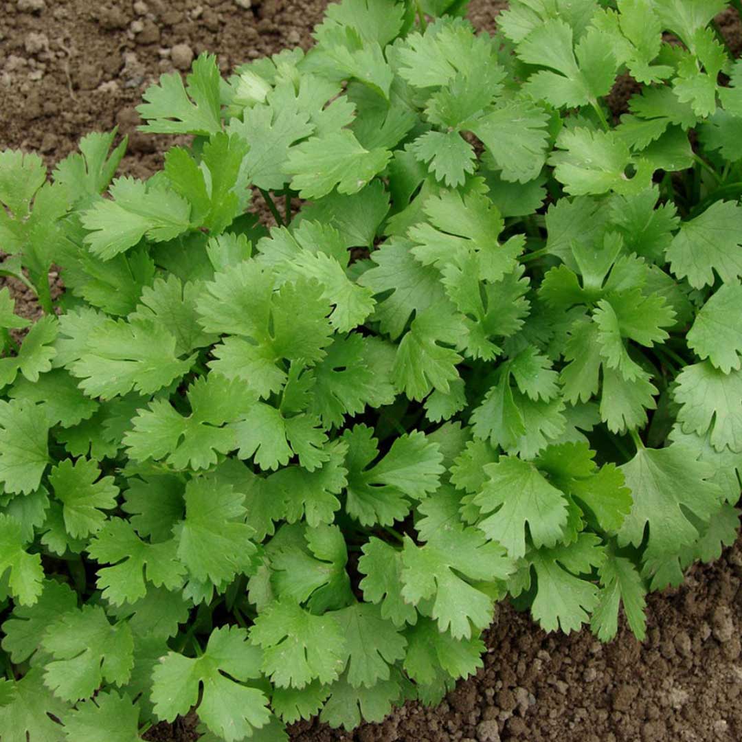بذر هیل( گشنیز محلی)