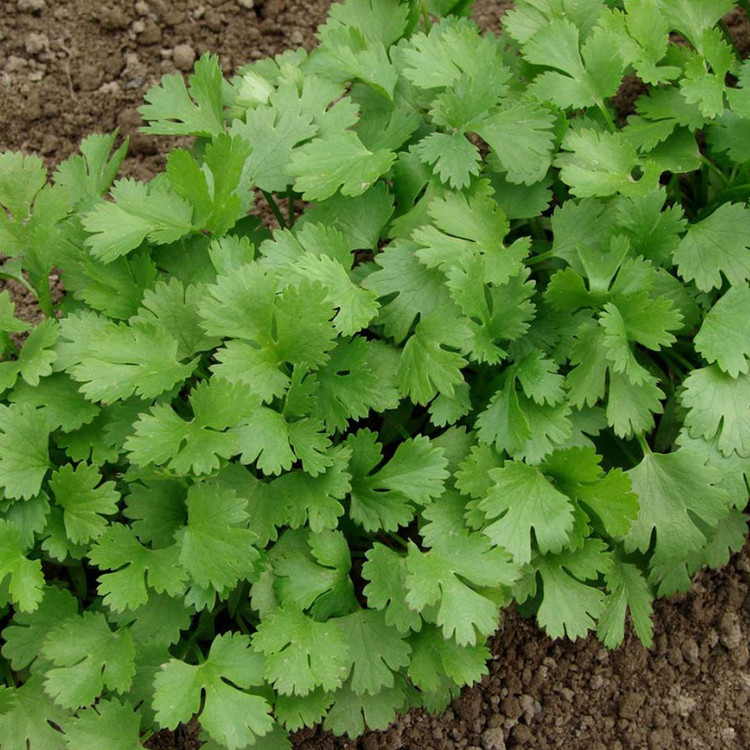 بذر هیل( گشنیز محلی)