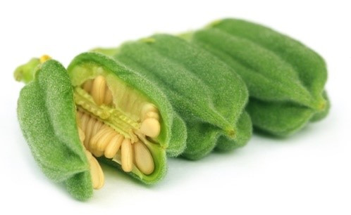 بذر کنجد محلی
