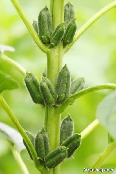 بذر کنجد محلی