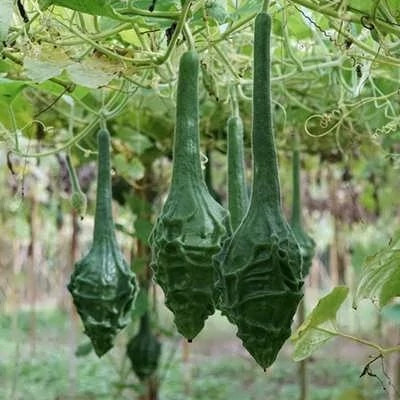 بذر کدو گرز رستم